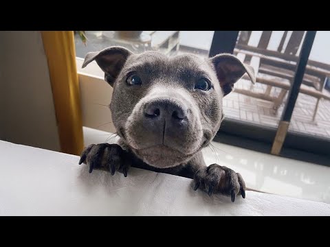 Quand on vit avec le chien le plus poli et le plus incroyable de tous les temps | cute dog videos