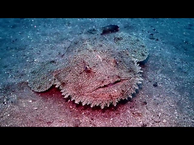 クラブキッズ(CLUB KID'S)