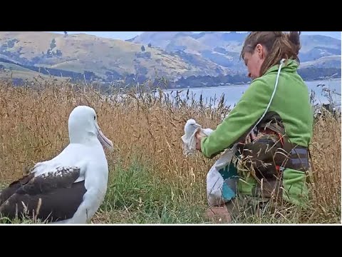 Royal Albatross ~ Morning Weight & Health Check! Chick Weighs 370g! Feeding By LGL 🐥 1.25.24