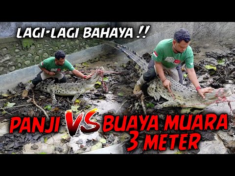 NEKAT MASUK KANDANG BUAYA GANAS!! TANGAN NYARIS DIKOYAK PANJI DI TOLONG PAWANG CANTIK