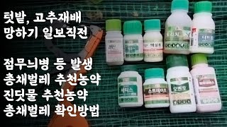 텃밭 고추