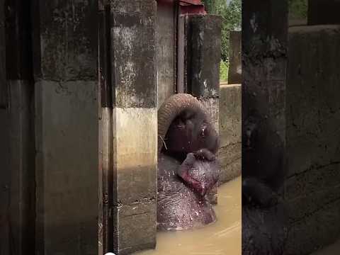 හදවත පිච්චිලා ගිය 😭 මේ රටට මොකක්ද උනේ #shorts