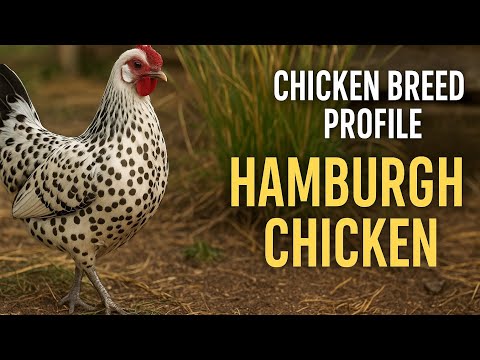 Hamburg kura profil