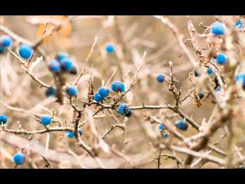 Logic Bomb - Crystal Skulls