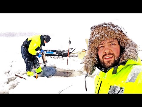 ZANDER FROM FINLAND - FISHING WITH A PROFESSIONAL FISHERMAN - NATURAL FISH ON THE DINING TABLE