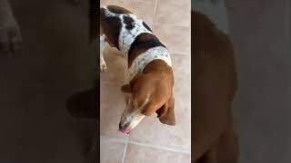 Video preview image #1 Basset Hound Puppy For Sale in Deepwater, NJ, USA