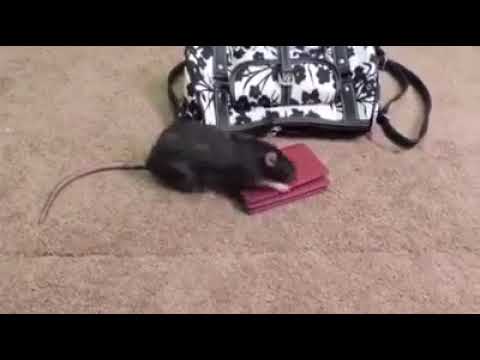 Rato inteligente 😂