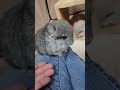 Baby chinchillas crying@chinchilla diaries