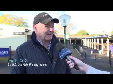 Road to the 2019 Ladbrokes Cox Plate - David Hayes