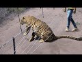 Most Emotional Ways Animals Asked People for Help and Kindness This Season !