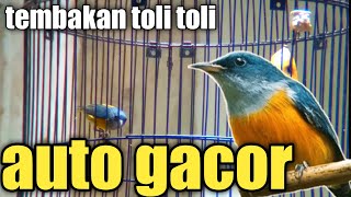 Download lagu Pancingan Toli Toli Paling Ampuh Sekali Denger Auto Gacor || Kemade Bunga Api Gacor Nembak mp3 Download lagu Pancingan Toli Toli Paling Ampuh Sekali Denger Auto Gacor || Kemade Bunga Api Gacor Nembak mp3