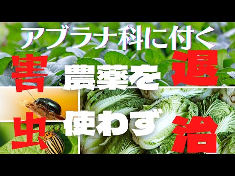 ヒラ・アルボレア