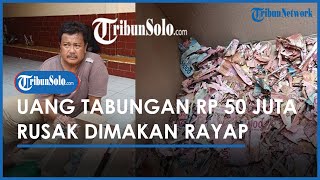 Berita Solo Hari Ini: Ekspresi Sedih Samin saat Uang Rp 50 Juta yang Ditabung Rusak Dimakan Rayap