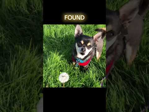 Who’s been there?🥴 #kesha #comedy #toktok #parody  #chihuahua  #singingdog  #dogmom #dogdad #dog