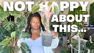 Aglaonema Silver Princess Growth Update | Before & After Transformation