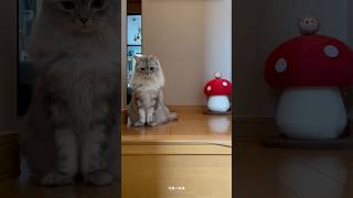 可愛い妹猫#cat#catlover#cats#catshorts#kitten#猫#猫動画#猫のいる暮らし#猫好きさんと繋がりたい#猫のいる生活#ねこ#ねこのいる生活#ねこ動画#ミヌエット#子猫