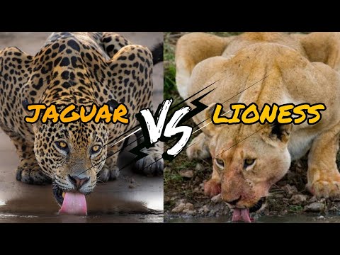 ONÇA PINTADA vs LEOA #lioness #jaguar