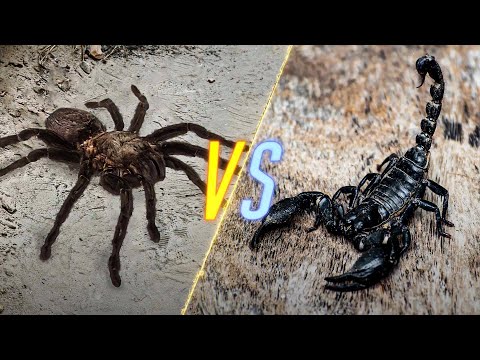 Tarantula VS Scorpion