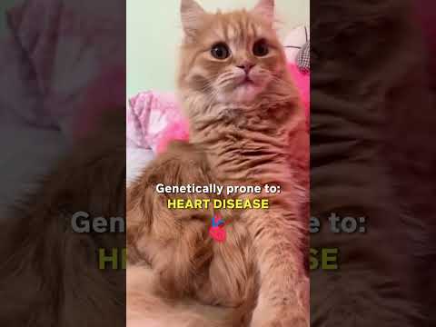 4 Cat Breeds You Should Avoid As A First-Time Owner! 🐾😱