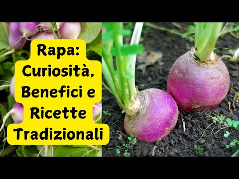 Rapa: Curiosità, Benefici e Ricette Tradizionali #Rapa #CucinaItaliana #RicetteTradizionali