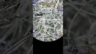 Download lagu Sponge under microscope. #shorts #microfact mp3