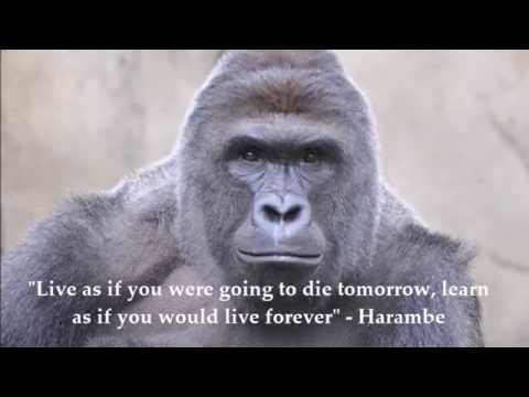 Harambe's final battle - Overwatch