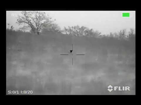 Quick Coyote Hunt 12-03-16