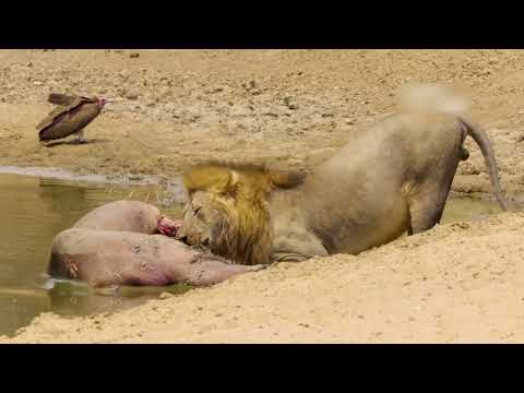 A Grande Seca - A Vinda das Chuvas