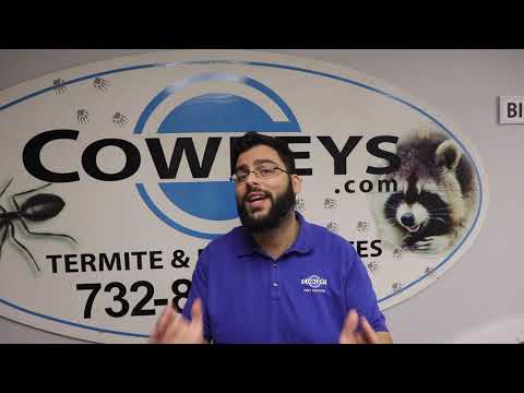 Tips to Prevent Raccoons From Nesting in Your Home