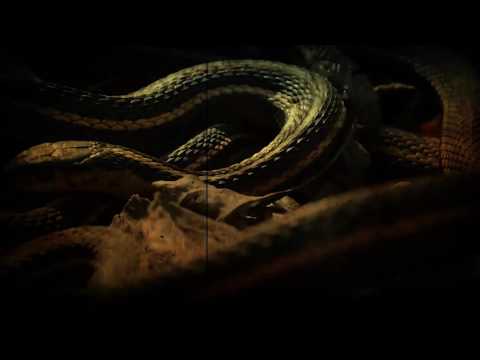 WARSHIPPER - Warshipper