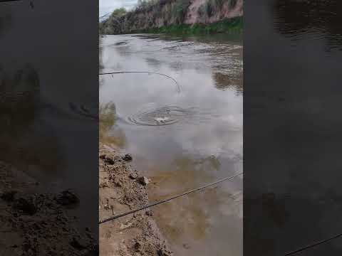 PESCA DE BOGA EN SAN MARCOS SUD CORDOBA #pescaurbana #pesca