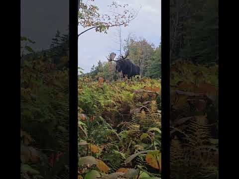 BIG BULL - Maine Moose Hunt