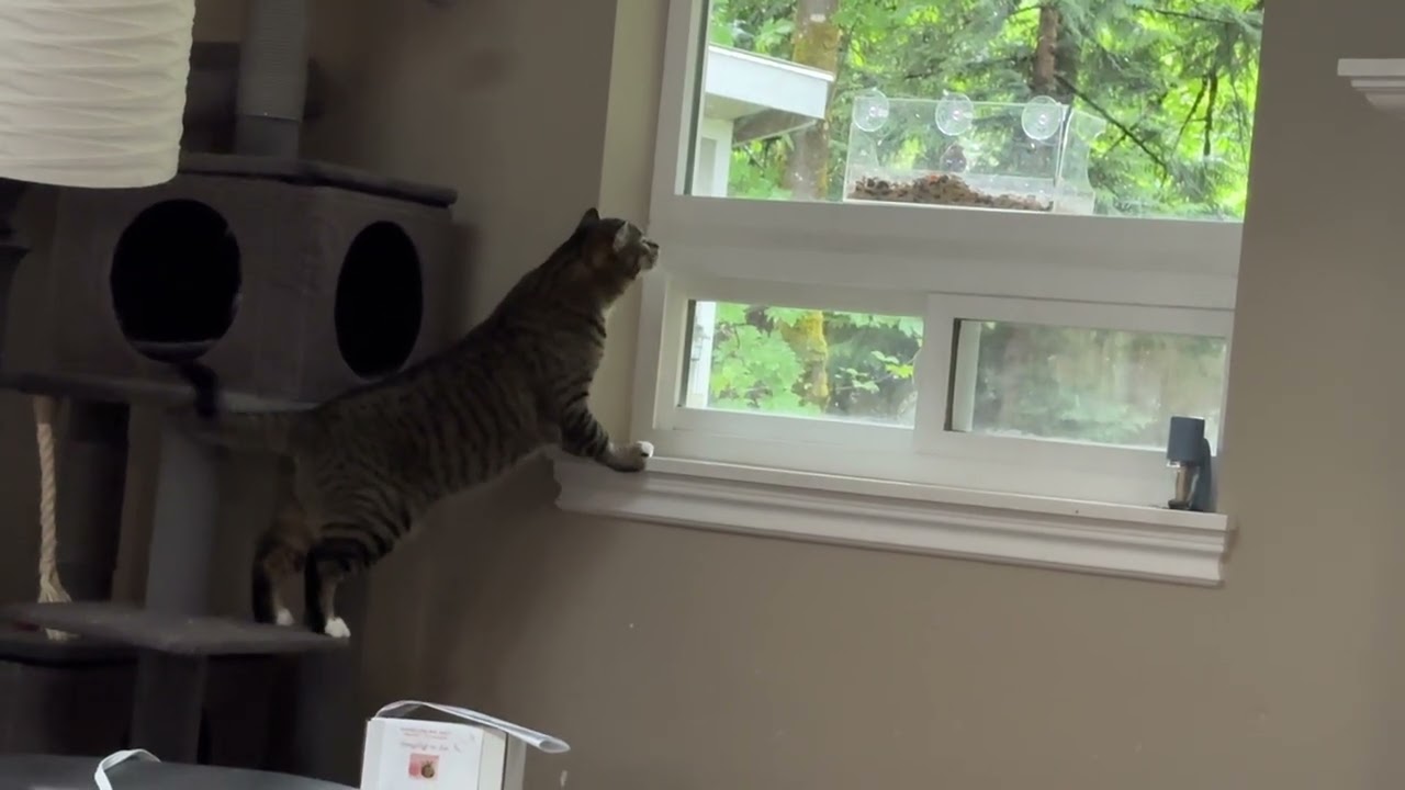 Enlarge Celeste, a Adoptable Domestic Short Hair in Sammamish, WA video 6/6