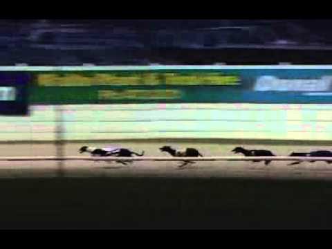 Razldazl Billy - Champion Stakes Winner 2007