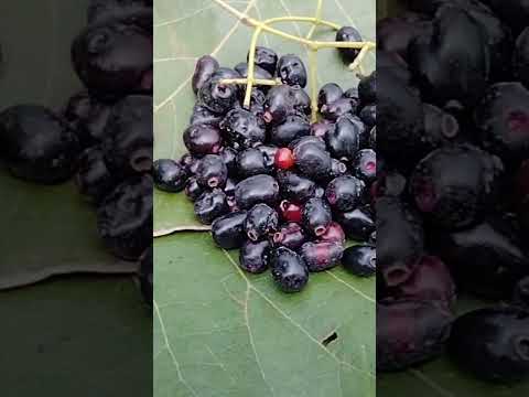 Nerale Hannu# Damani Hannu