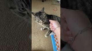 #cat #cute #catvideo #cutecat #funnyvideo #pets