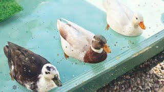 【動物の力】#コールダック #アヒル #自律神経 #セラピスト #精神疾患 #うつ病 #鬱病 #うつ #鬱 #パニック障害 #カウンセリング #アヒル #動物 #癒し #感動 #鳥 #愛情 #かわいい