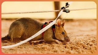 Welcome To The World Of Extraordinary Animals! | Real Wild Documentary