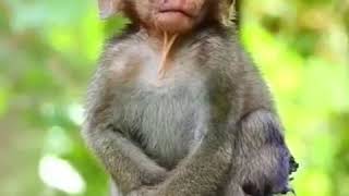 Download lagu Viral....! Monyet Terjatuh Saat Ngantuk mp3 Download lagu Viral....! Monyet Terjatuh Saat Ngantuk mp3