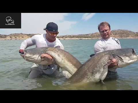 MONSTER CATFISH FROM RIO EBRO