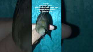 Download lagu CIRI-CIRI KOLIBRI NINJA JANTAN IJOAN || KONIN IJOAN mp3