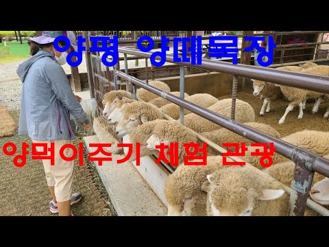 , title : '양평 양떼목장  ㅣ양에게 먹이 주기가 체험 ㅣ경기도 양평 용문면 ㅣ'