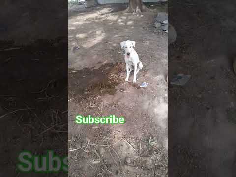 dog#doglover#shortsvideo🐶❤️lohita krishnan