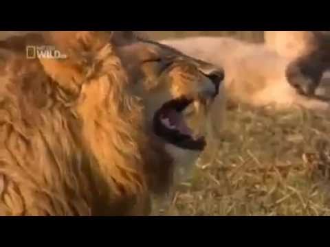 BUDA ASLAN GÜLÜŞÜ..GÜLMEKTEN ÖLDÜM.