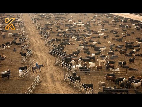 (FULL) US Ranchers Raise Million Of Cattle This Way - Top Livestock Commodity In The US