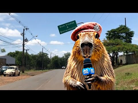 A Capivara Correspondente em Borrazópolis -  Reportagem COMPLETA do Interior do Paraná!