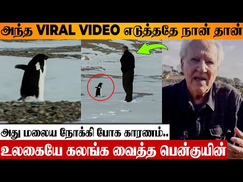 Viral Penguin Video 😢 Tragic Decision Reason | Werner Herzog About Documentary | Walks To Mountain
