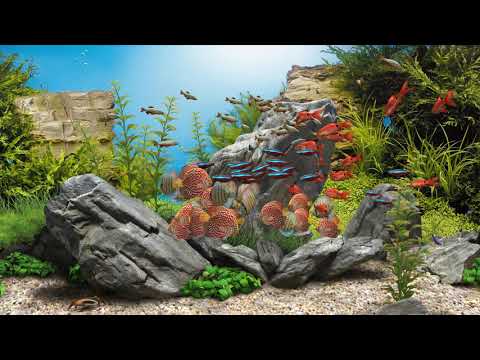 Dream Aquarium - Mixed #3 (4K)