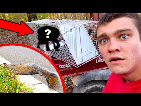 I Trapped MYSTERY ANIMAL with Roadkill Bait!