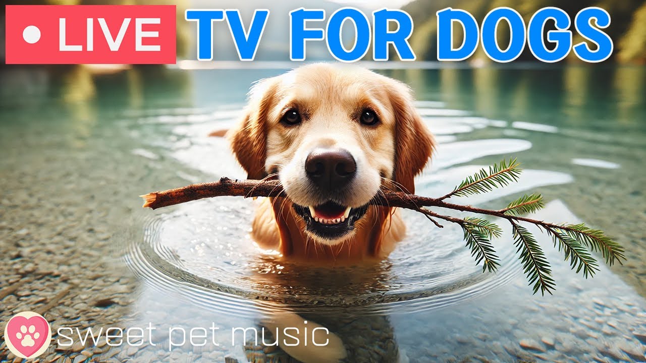 🔴 24 Hours of Dog TV｜Ultimate Calming Music for Dogs｜Dog Easing Separation Anxiety & Stress Music